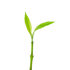 Young Plant Growing isolated on white background. This has clipping path.