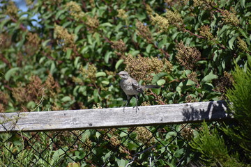 Mocking Bird on fence