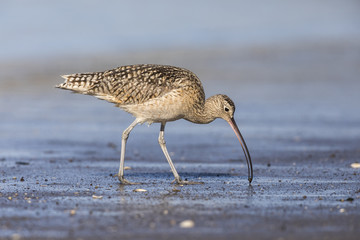 Long-billed Curlew foraging in a river estuary - Monterey Peninsula, California