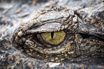 Yellow eyes of hunter .