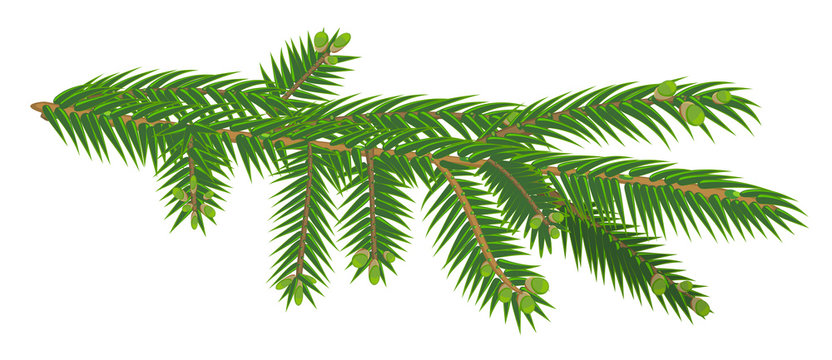 Green branch of fir tree isolated on white background