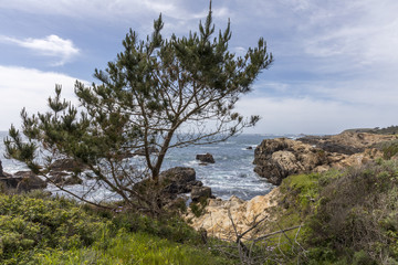 Pine Tree growing on the Monterey Peninsula coast in California