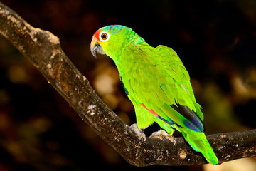 Red-lored amazon or red-lored parrot (Amazona autumnalis)