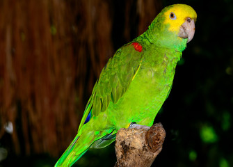 Yellow-headed amazon (Amazona oratrix), full length profile view.