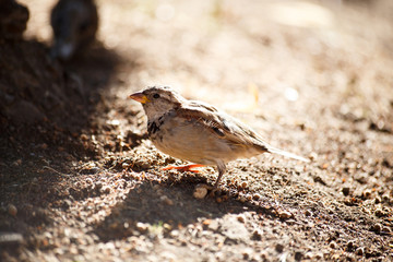 Sparrow sand bathing