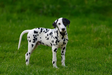 Dalmatian dog outdoors in summer