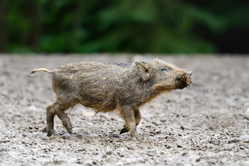 Young wild boar