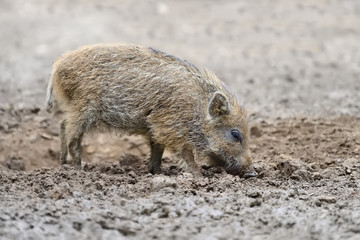 Young wild boar