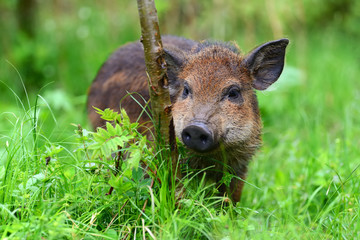 Wild boar in forest