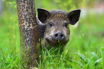 Naklejka na ściany i meble Wild boar in forest