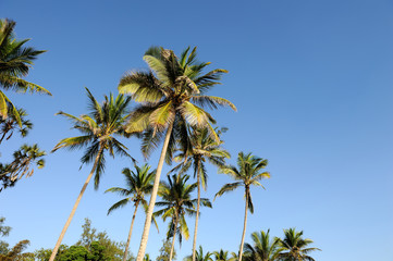 Obraz na płótnie Canvas Beautiful palm trees