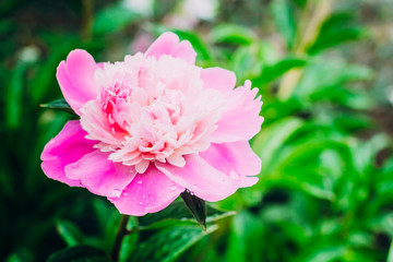 Obraz premium Beautiful peony flowers outdoor in garden