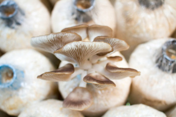 Oyster Mushrooms / Oyster Mushrooms Growing In The Mushroom Plant.