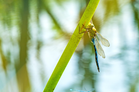 Große Königslibelle, Anax imperator, männlich