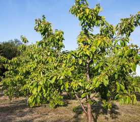 Fototapeta na wymiar Orhard of cherry trees.