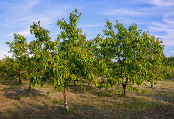 Fototapeta na wymiar Orhard of cherry trees.
