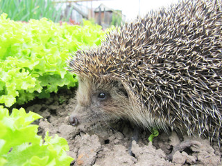 Live hedgehog in the garden closeup