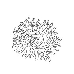 Sea anemone hand drawn sketch  illustrations of engraved line