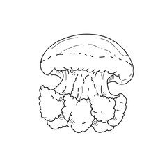 Jellyfish hand drawn sketch  illustrations of engraved line