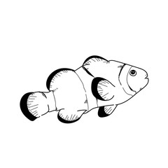 Clownfish hand drawn sketch  illustrations of engraved line