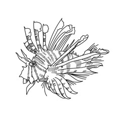 Lion fish hand drawn sketch  illustrations of engraved line