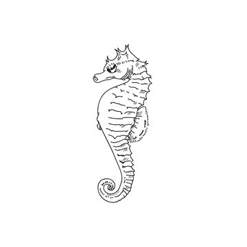 Seahorse hand drawn sketch  illustrations of engraved line
