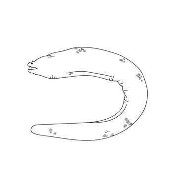 Sea giant eel fish hand drawn sketch  illustrations of engraved line