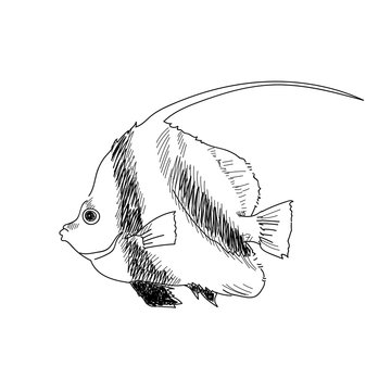 sea fish hand drawn sketch  illustrations of engraved line