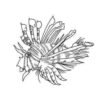 recommend clip art: Lion fish hand drawn sketch  illustrations of engraved line