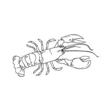 Sea lobster hand drawn sketch  illustrations of engraved line