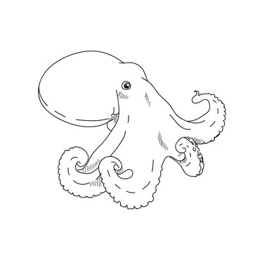 Sea octopus hand drawn sketch  illustrations of engraved line