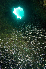 School of  sweeper fish (Cardinalfish) inside underwater chimney,Andaman Sea , Thailand