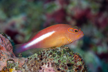 Obraz na płótnie Canvas Arc-eye hawkfish (Paracirrhites arcatus) found in shallow waters in the tropical IndoPacific on reefs, resting on coral heads much of the time.Layang Layang,Malaysia