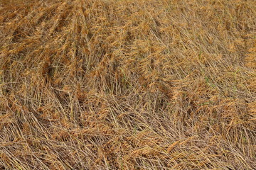 Close up of yellow rice field