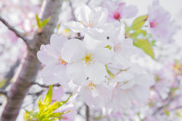 Beautiful cherry blossom sakura in spring season in Japan
