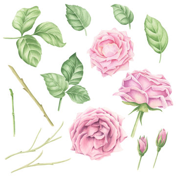 Hand-drawn watercolor pastel pink rose blossoms set with green leaves and branches, floral botanical illustration isolated on white background.