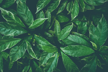  Green leaves background design.Flat lay.Top view of leaf.Nature concept