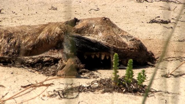 A dead seal carcass litters beach at south monomoy island on Cape Cod