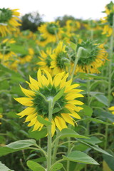 closeup backside of sun flower with soft focus