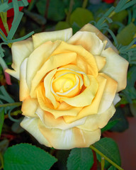 pale yellow fake rose flower, floral background