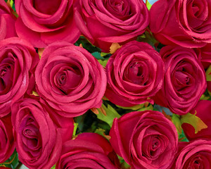 purple fake roses top view, floral background