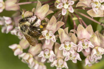 Bumble bee nectaring on milkweed flowers at Belding Preserve, Connecticut.