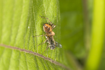 Naklejka premium Lynx spider eating a fly at Belding Preserve in Connecticut.