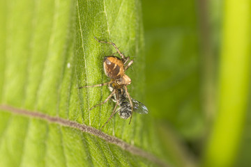 Lynx spider eating a fly at Belding Preserve in Connecticut.