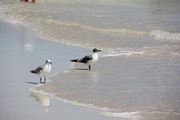 Laughing Gull (Leucophaeus atricilla) and Ring-Billed Gull (Larus delawarensis) at South Pointe Beach / South Beach, Miami, Atlantic Ocean, Florida, USA