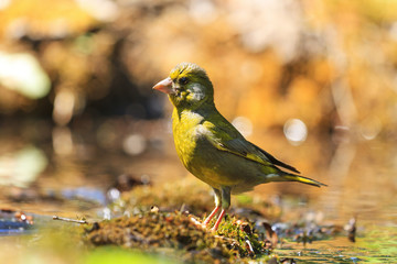 greenfinch in golden rays , bird on watering