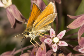 European skipper butterfly on milkweed flowers at Belding Preserve, Connecticut.