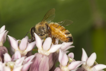 Honey bee nectaring on milkweed flowers at Belding Preserve, Connecticut.