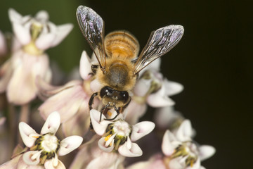 Honey bee nectaring on milkweed flowers at Belding Preserve, Connecticut.