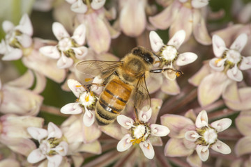 Honey bee nectaring on milkweed flowers at Belding Preserve, Connecticut.